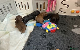 Cocker Spaniel dogs for sale: KC Reg Show Cocker Ext health tested - Image 13