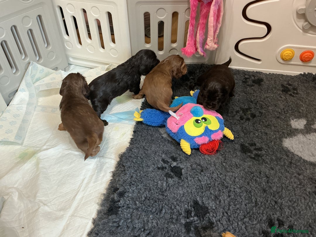Cocker Spaniel dogs for sale: KC Reg Show Cocker Ext health tested - Image 13