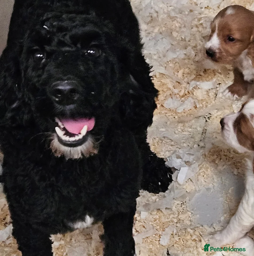 Mixed Breed dogs for sale: Lovely poodle x cockalier puppies for sale  - Advert 4