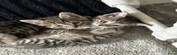 Mixed Breed cats for sale: Beautiful litter of kittens in Louth - Advert 7