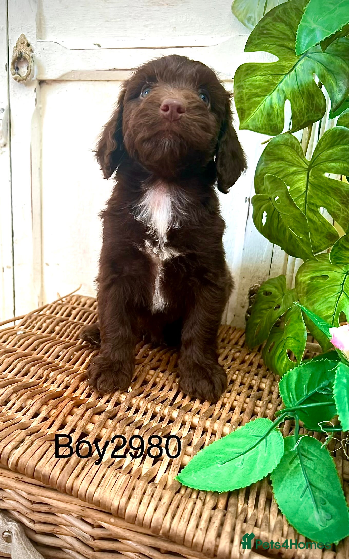 Sproodle dogs Rare Miniature Sproodle Merle Chocolate Puppies  - Advert 2