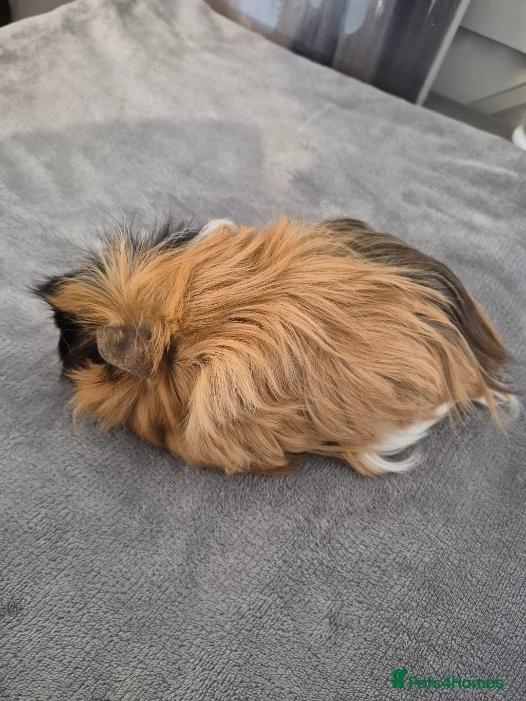 Guinea Pig rodents for sale: Female long haired Guinea Pig for sale  - Advert 4