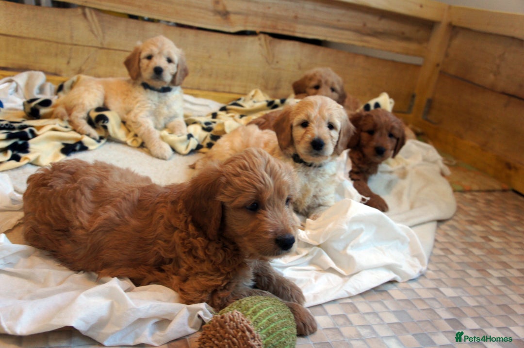 Mini Goldendoodle dogs for sale: Superb home-bred F1 Mini Goldendoodles KC parents - Advert 13