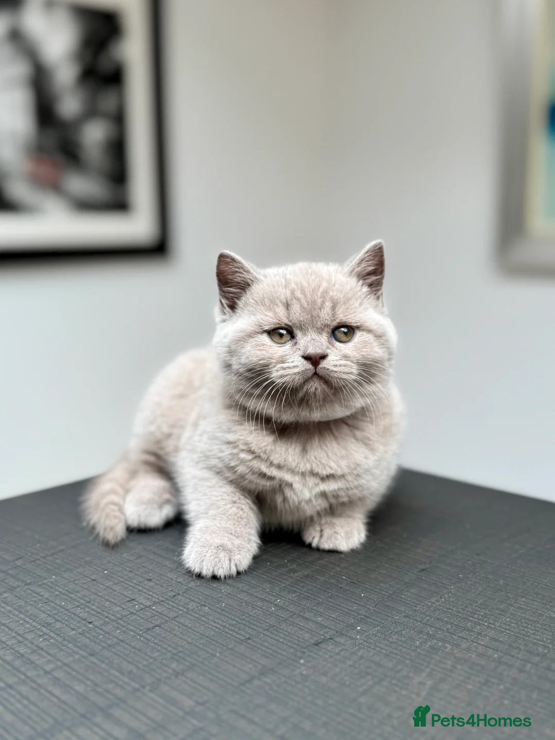 British Shorthair cats for sale: Stunning Pedigree British Shorthair Kittens - Advert 12