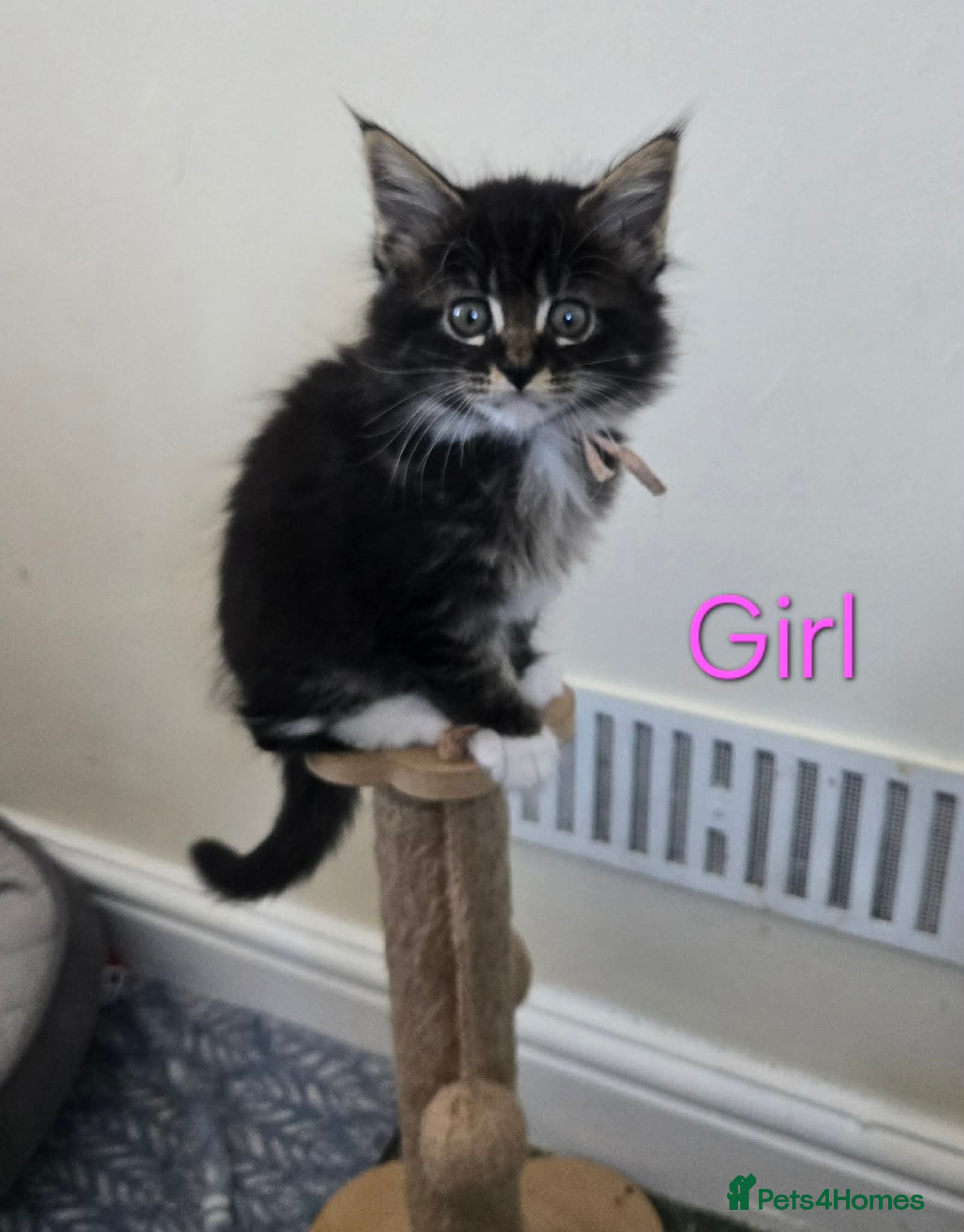 Maine Coon cats 2 Maine Coon kittens. - Advert 11