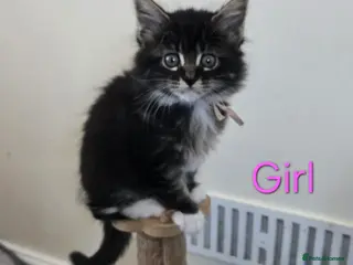 Maine Coon cats 2 Maine Coon kittens. - Advert 11