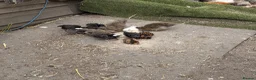 Chickens poultry for sale: Polish & silkie chicks  - Advert 6