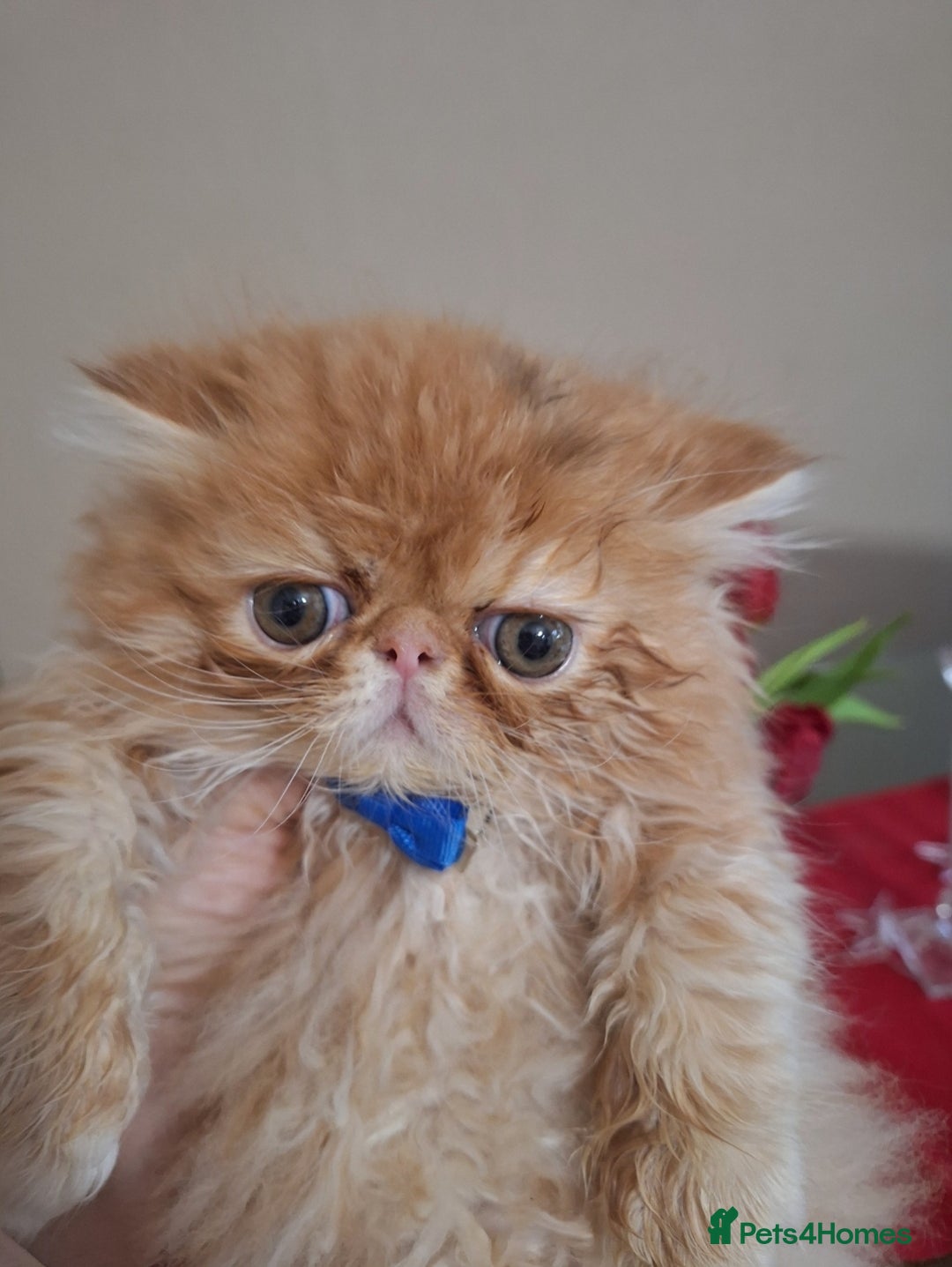 Persian cats for sale:  Outstanding Purebred Persian Kittens Pet Only - Advert 4