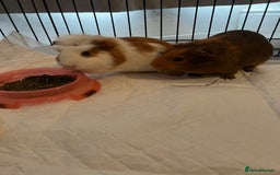 Guinea Pig rodents for sale: 2 male guinea pigs  - Image 4