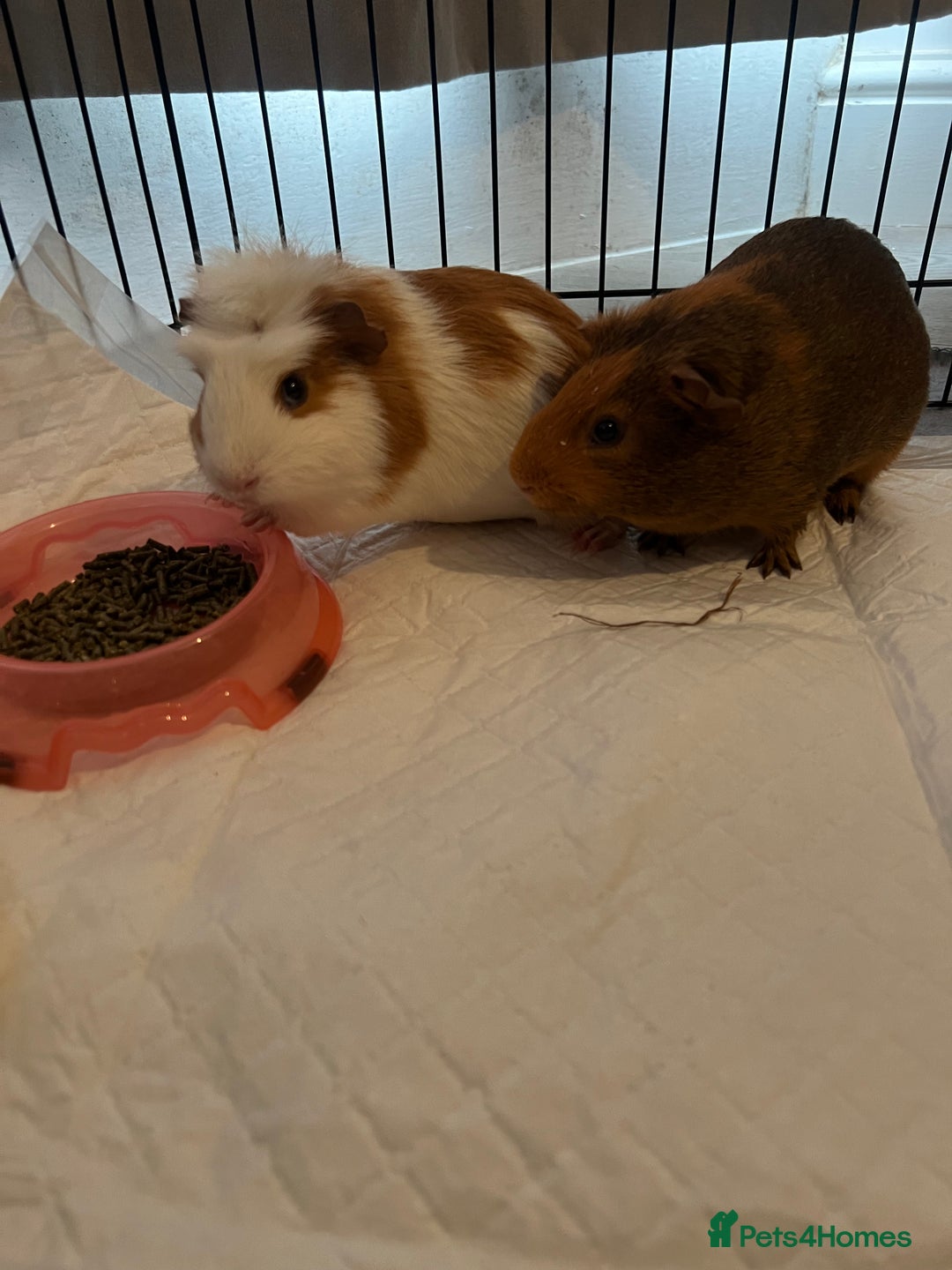 Guinea Pig rodents for sale: 2 male guinea pigs  - Image 4
