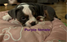 Olde English Bulldogge dogs for sale: Olde English bulldogs puppies  - Image 12