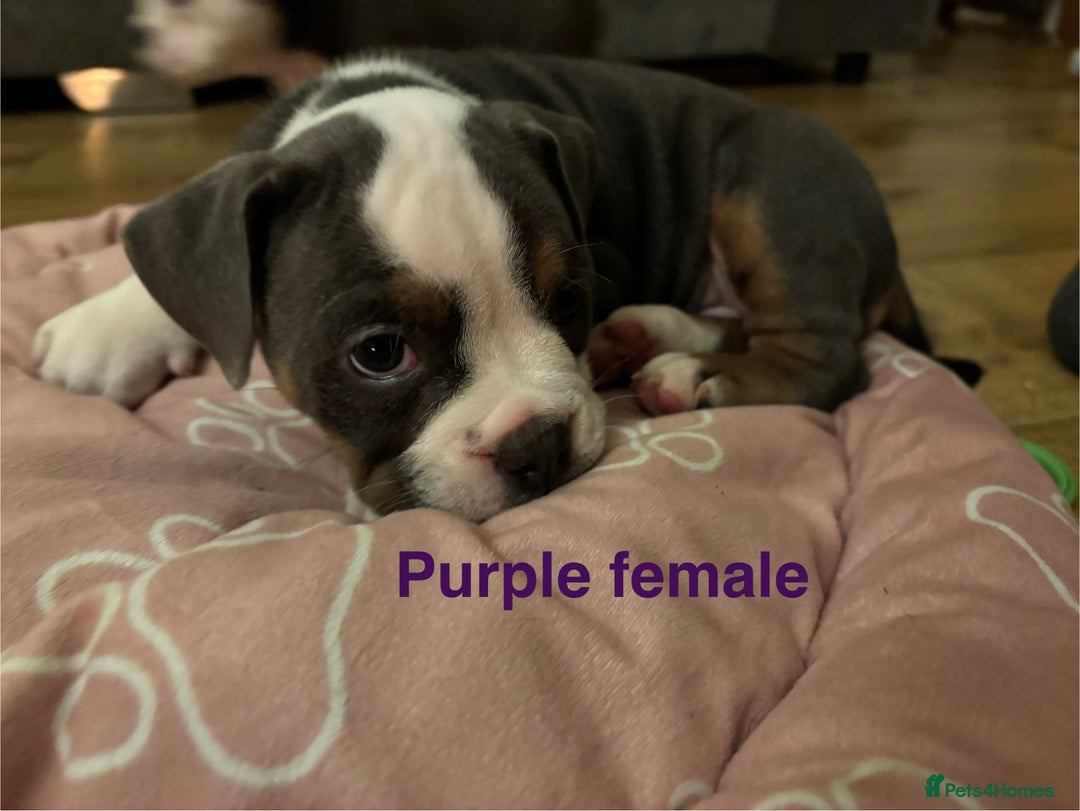 Olde English Bulldogge dogs for sale: Olde English bulldogs puppies  - Image 12