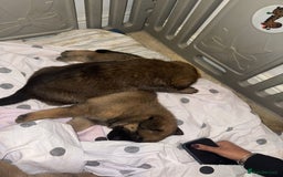 Mixed Breed dogs for sale: 8 Belgian Malinois & German Shepherd Puppies - Image 11