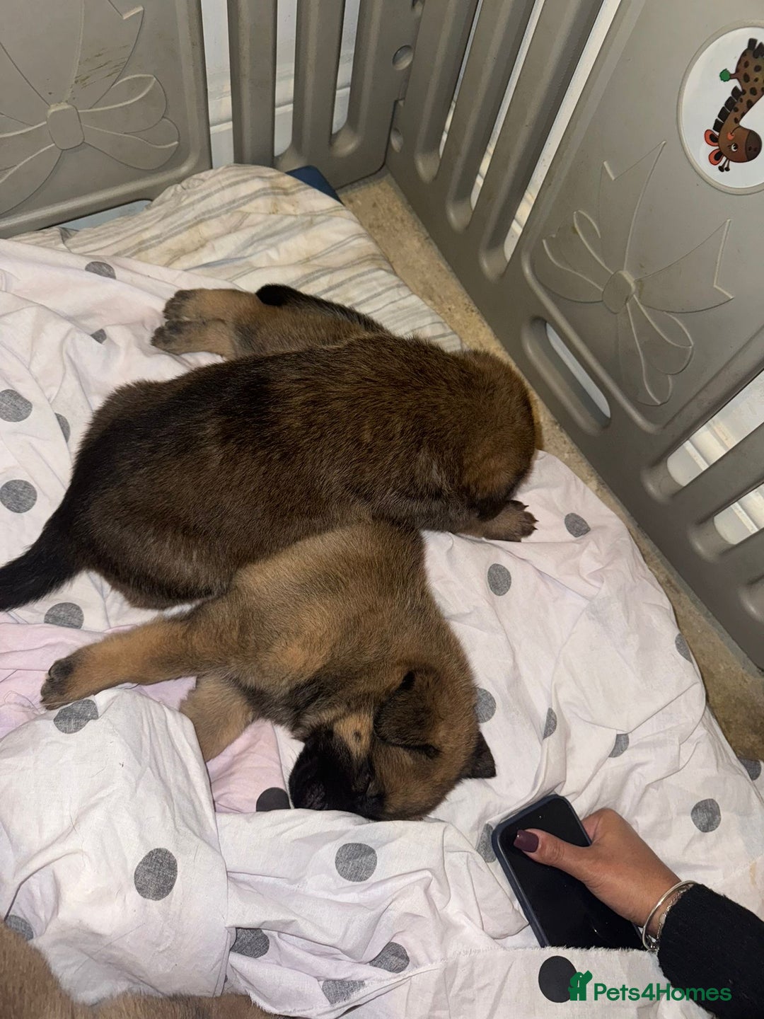 Mixed Breed dogs for sale: 8 Belgian Malinois & German Shepherd Puppies - Image 11