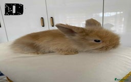 Lionhead rabbits for sale: Pure Breed Fluffy Double Mained Lionhead Kits - Image 13