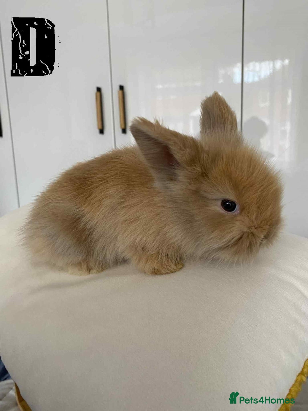 Lionhead rabbits for sale: Pure Breed Fluffy Double Mained Lionhead Kits - Image 13