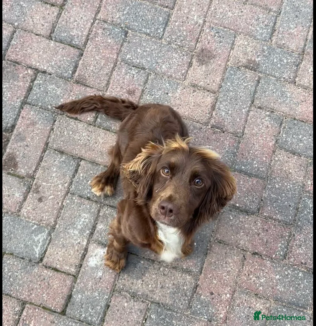 Cockapoo dogs for sale: Cockapoo puppies 🐶  - Advert 1