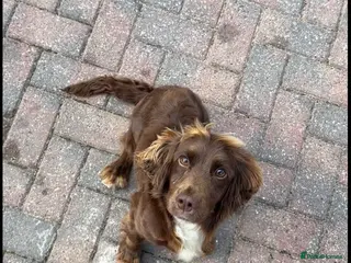 Cockapoo dogs Cockapoo puppies 🐶 - Advert 5