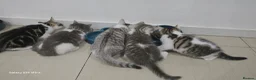 Mixed Breed cats for sale: Mixed breed male and female  in London - Advert 18