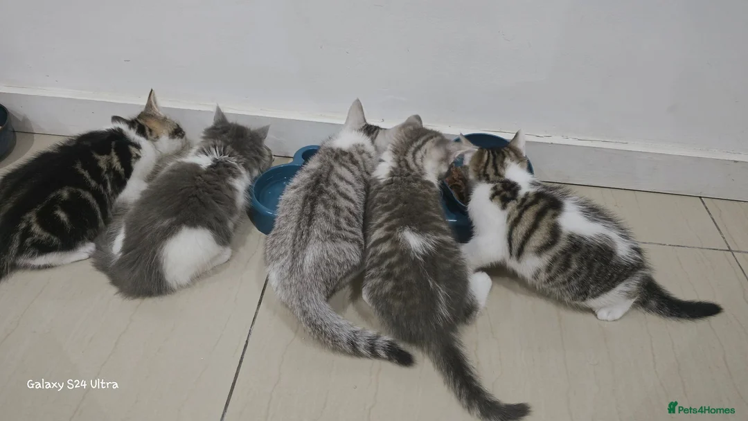 Mixed Breed cats for sale: Mixed breed male and female  in London - Advert 18