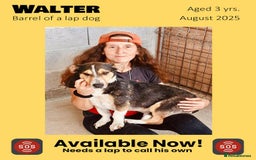 Mixed Breed dogs for adoption: Walter, 3 yrs old. Available for adoption. - Image 1