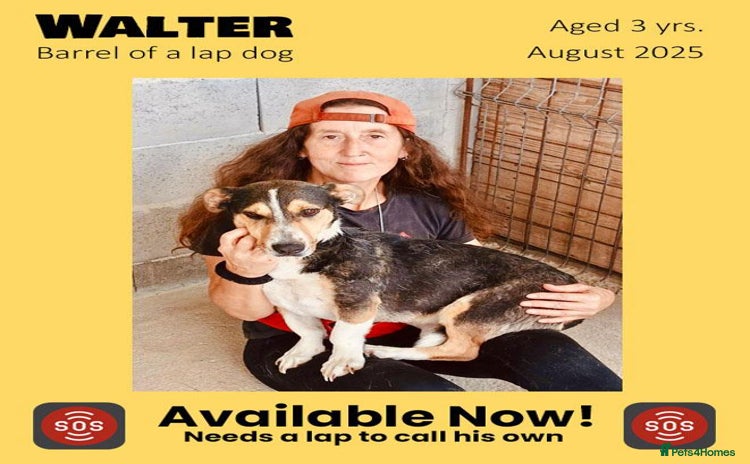 Mixed Breed dogs - Advert 18