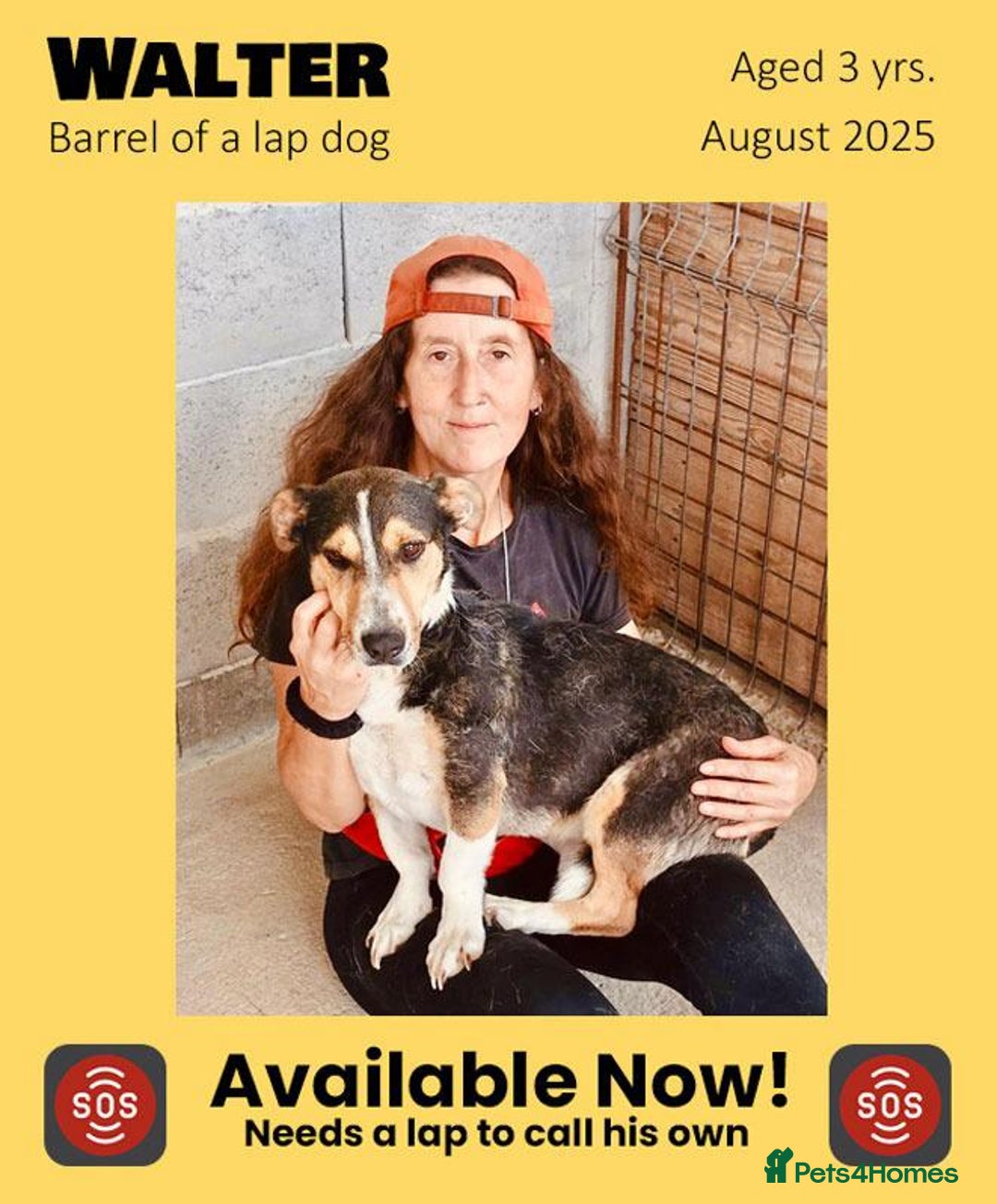 Mixed Breed dogs for adoption: Walter, 3 yrs old. Available for adoption. - Image 1