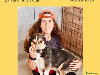 Mixed Breed dogs - Advert 2