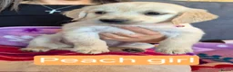 Golden Retriever dogs for sale: KC registered golden retriever puppies - Advert 3