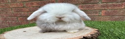 Mini Lop rabbits for sale: Stunning purebred mini lop ready to reserve  - Advert 6