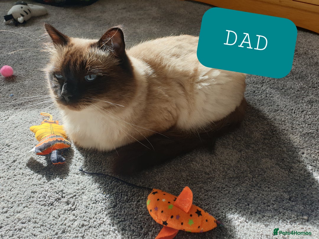 Ragdoll cats for sale: 5 fully seal point ragdoll kittens  - Image 26