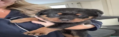 Rottweiler 2