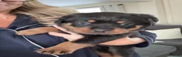 Rottweiler dogs for sale: rottweiler puppys - Advert 3