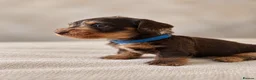 Miniature Dachshund dogs for sale: Miniature chocolate wirehaired dachshunds  - Advert 6