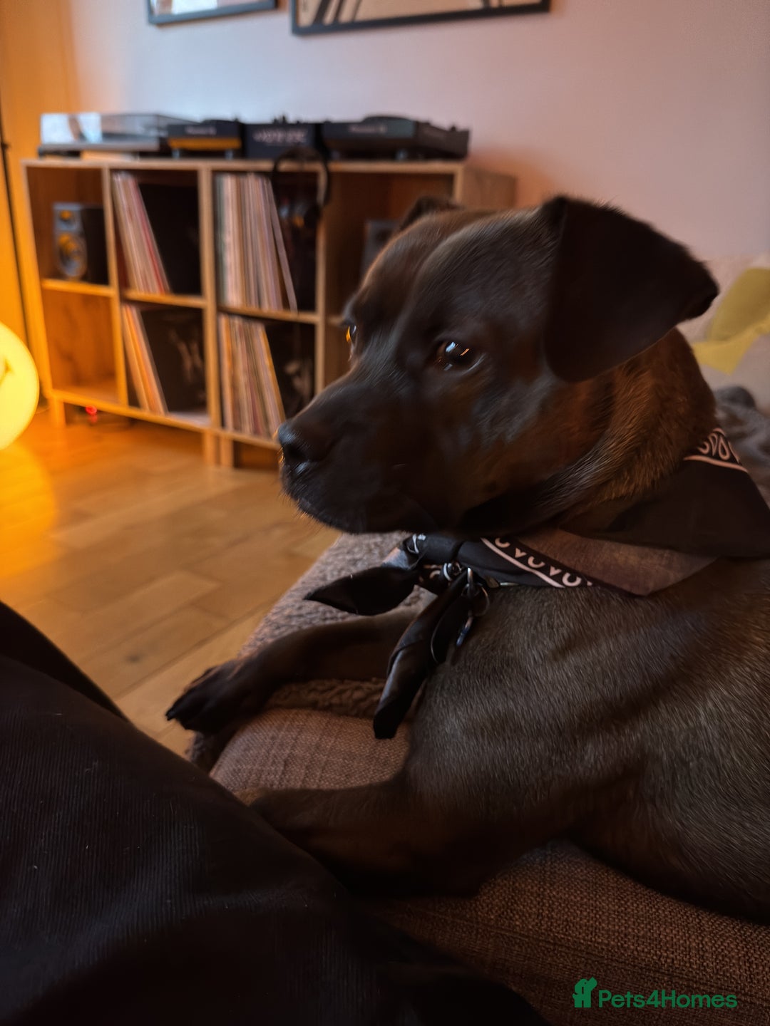 Mixed Breed dogs for sale: Beautiful, well-natured Staffy x Chihuahua  - Image 4