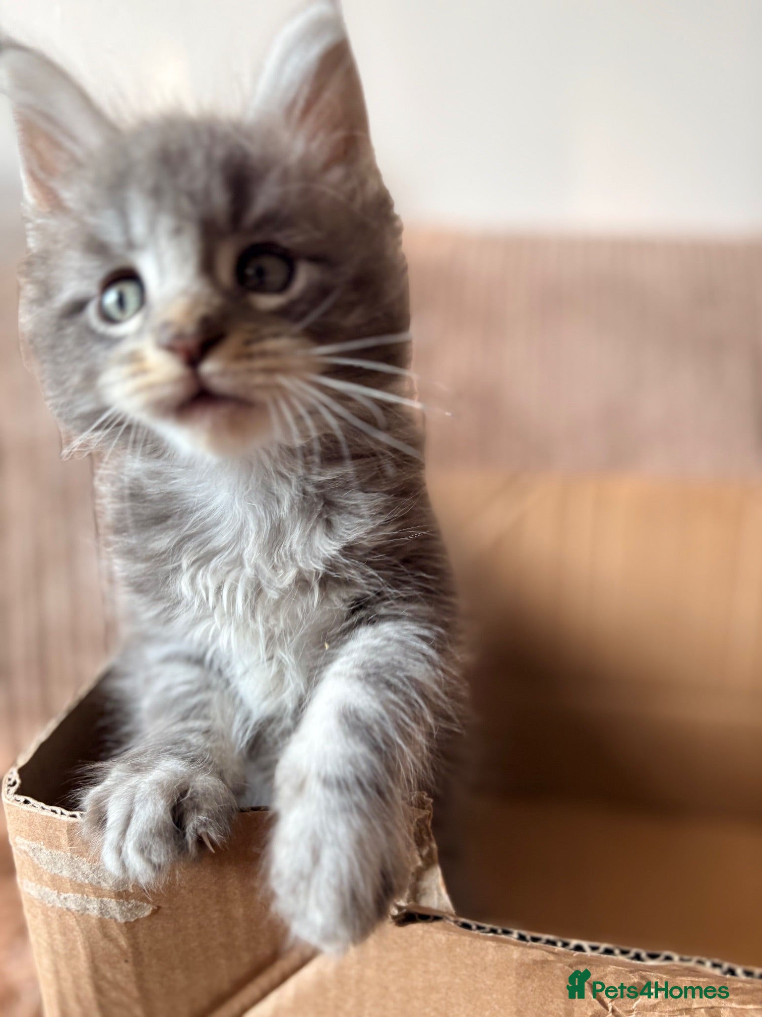 Maine Coon cats Tica registered mainecoon kittens ready to view - Advert 2