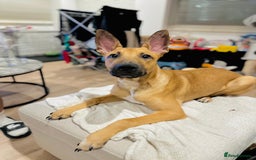 Mixed Breed dogs for sale: Belgian Shepherd (Malinois) for Sale - Image 10