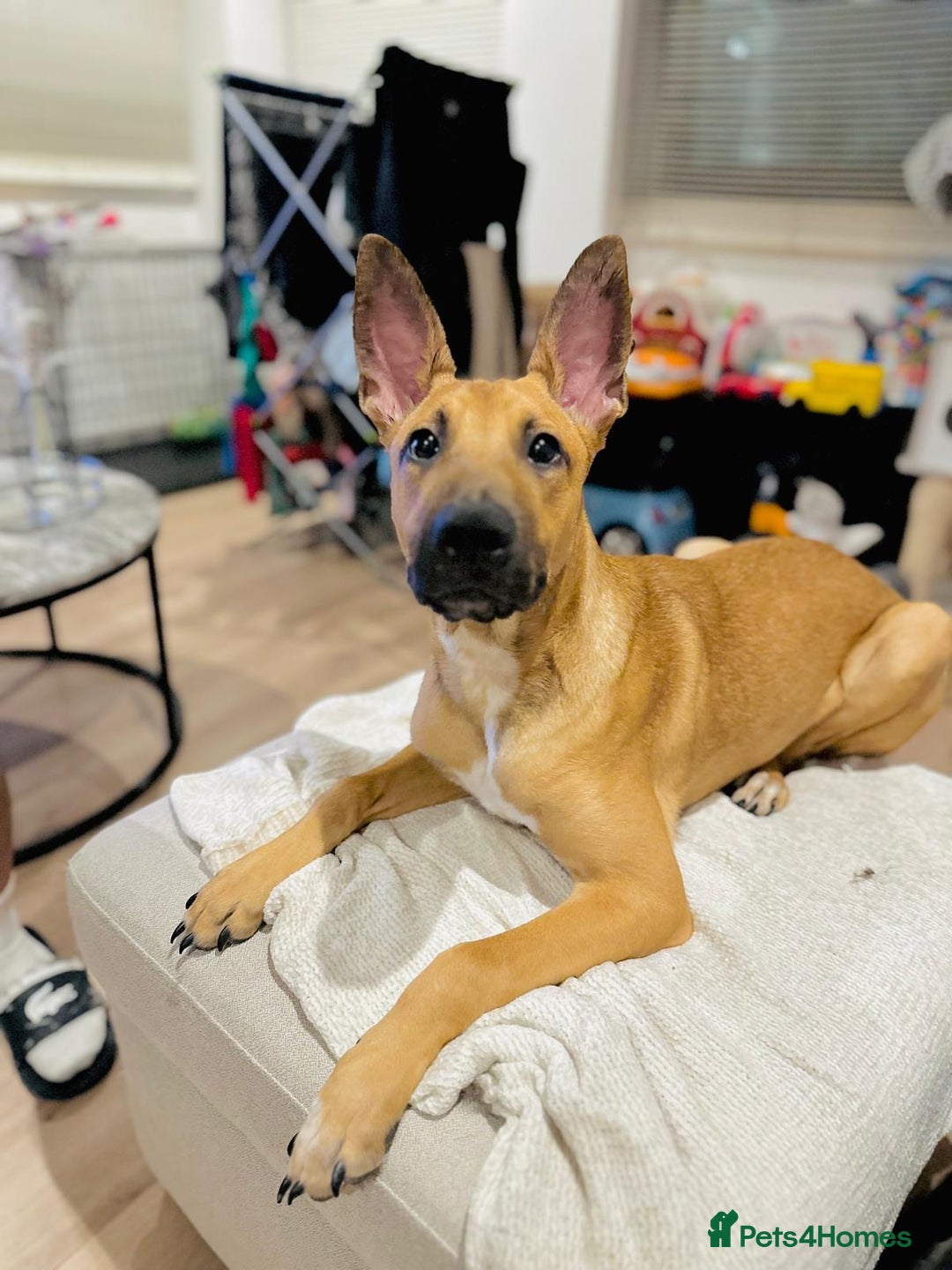 Mixed Breed dogs for sale: Belgian Shepherd (Malinois) for Sale - Image 10