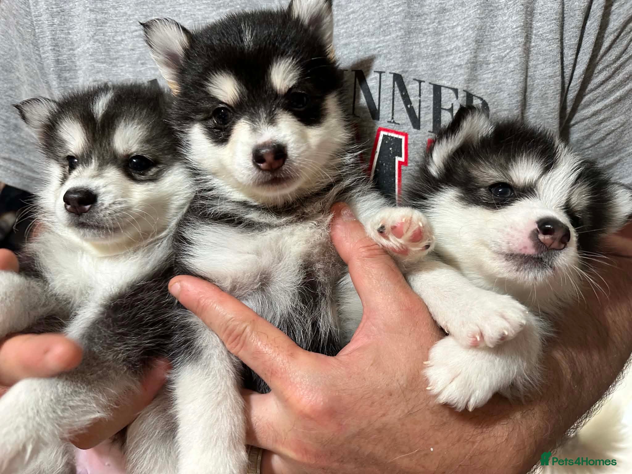 Pomsky dogs F4 very small Pomsky 3 Last  - Advert 3