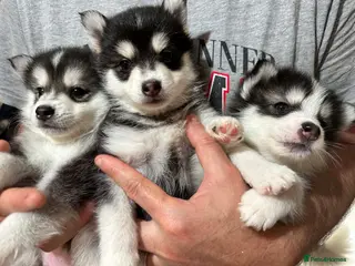 Pomsky dogs F4 very small Pomsky 3 Last - Advert 3