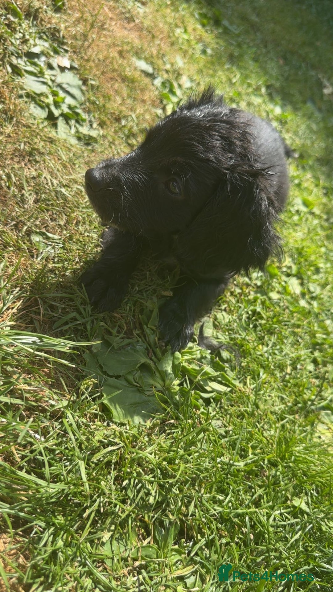 Cockapoo dogs for sale: Cockapoo puppies  - Image 8