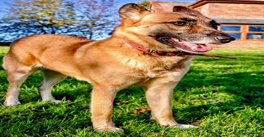 Belgian Shepherd Dog dogs Julie: The Puppy Who Survived the Unthinkable - Advert 7