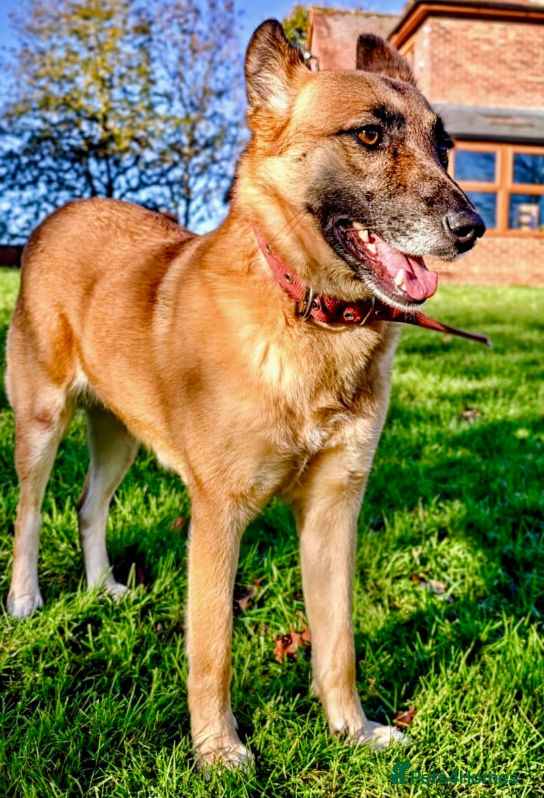 Belgian Shepherd Dog dogs for adoption: Julie: The Puppy Who Survived the Unthinkable - Advert 2