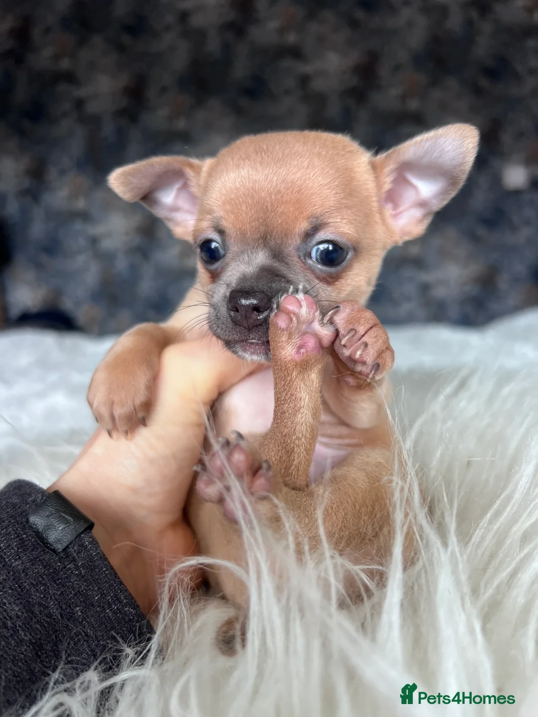 Chihuahua dogs for sale: Short coat chihuahuas available 🐾💓🐶 - Advert 4