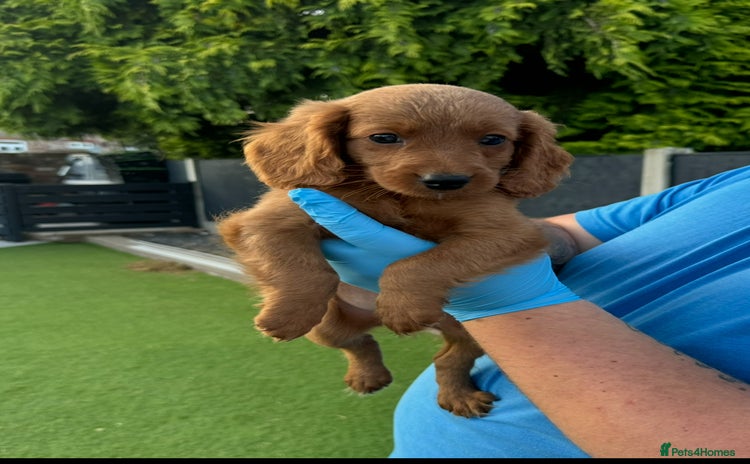 Cockapoo dogs - Advert 12