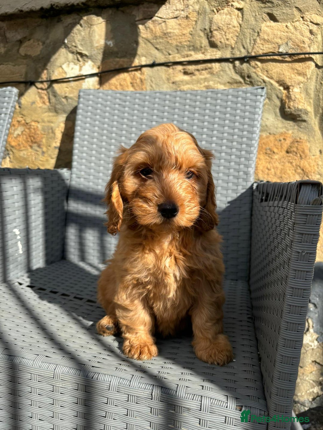 Cockapoo dogs for sale: Cockapoo puppies - Image 11
