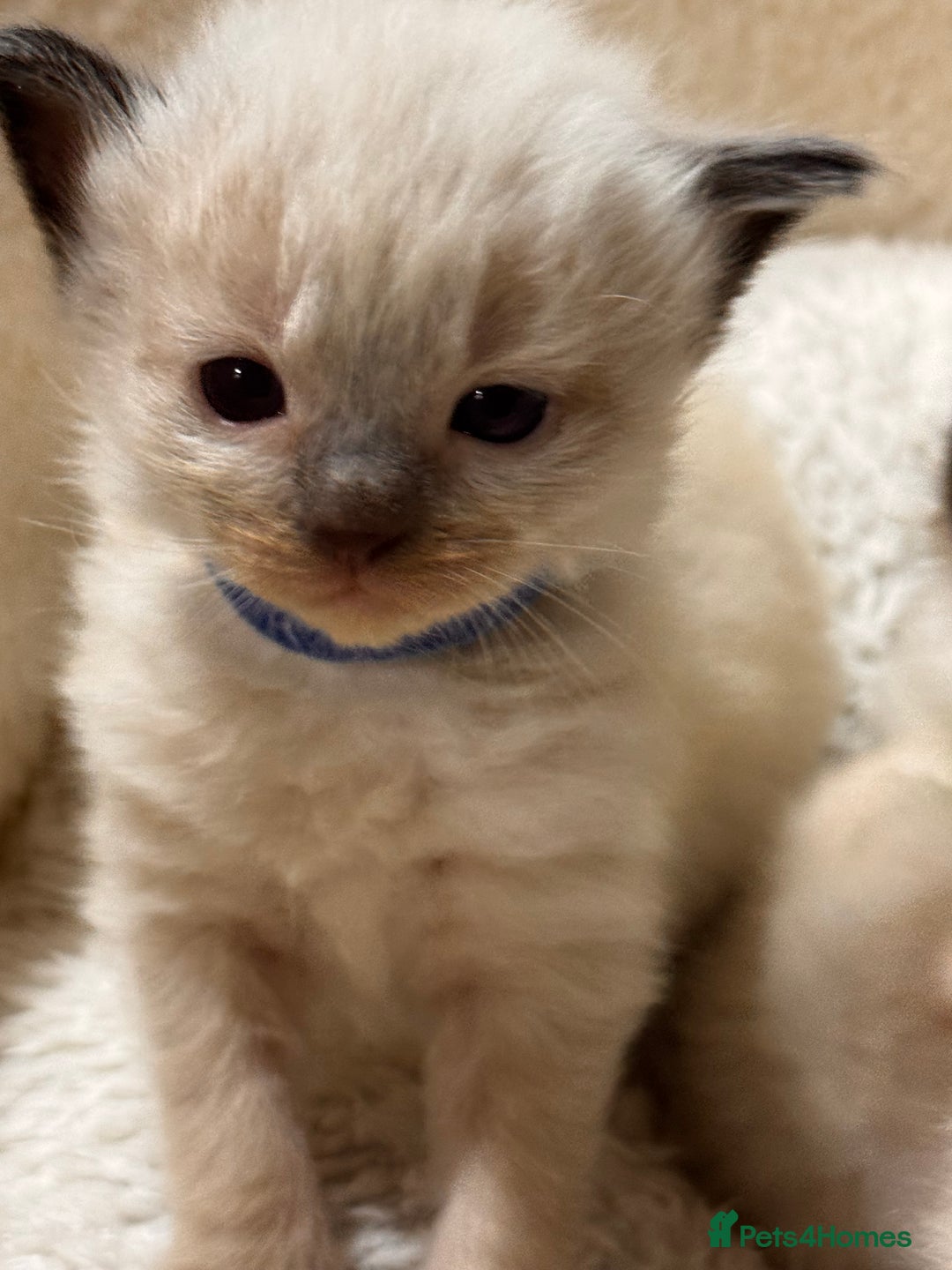 Ragdoll cats for sale: Purebred Ragdoll Kittens (TICA REG PARENTS) - Image 17