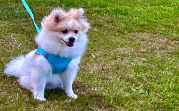 Pomeranian dogs for sale: 🐶 🐾  Adorable Purebred Pomeranian Boy  🐾  🐶 - Image 7