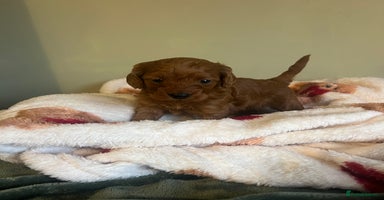 Cockapoo dogs - Advert 7