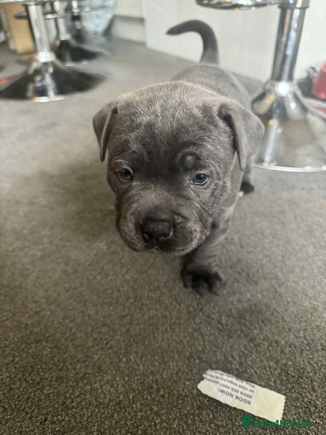 Staffordshire Bull Terrier dogs for sale: Puppies  - Image 6